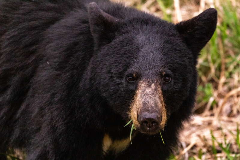 Bear Feast by Andrew March